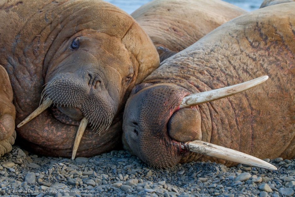 Море Лаптевых фауна