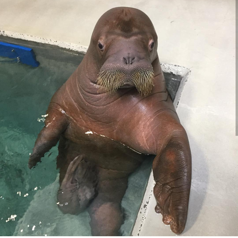 Самка моржа