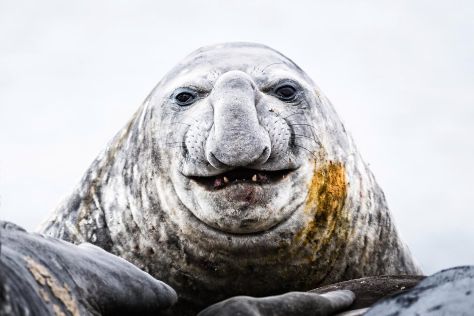 Тихоокеанский морж (Odobenus rosmarus divergens)