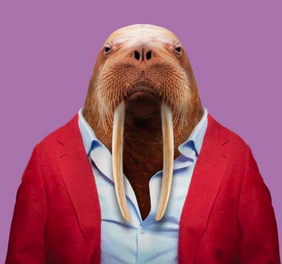 Морж в Калининграде