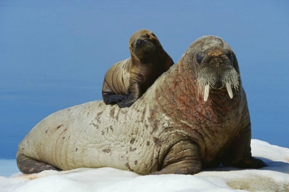 Лаптевский морж