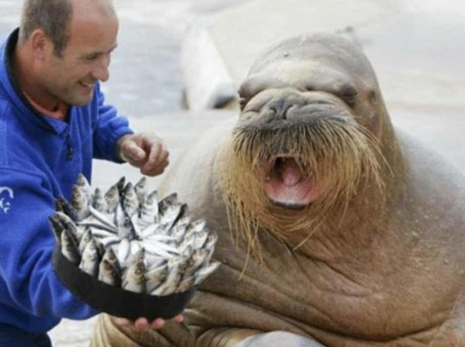 Морской слон спаривание