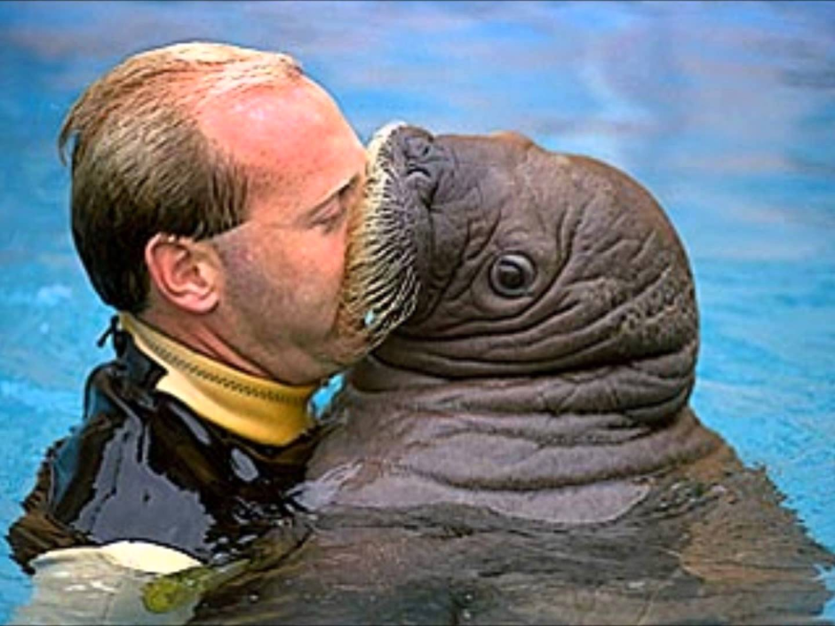 Морские слоны в Антарктиде