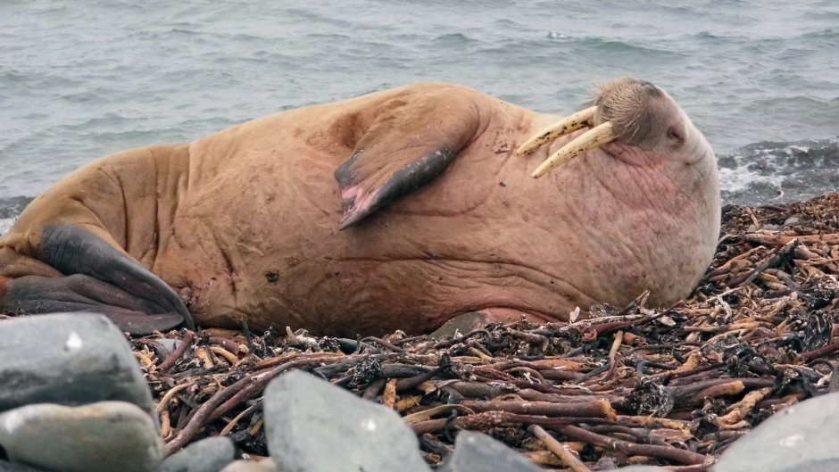 Морж моржиха и моржонок