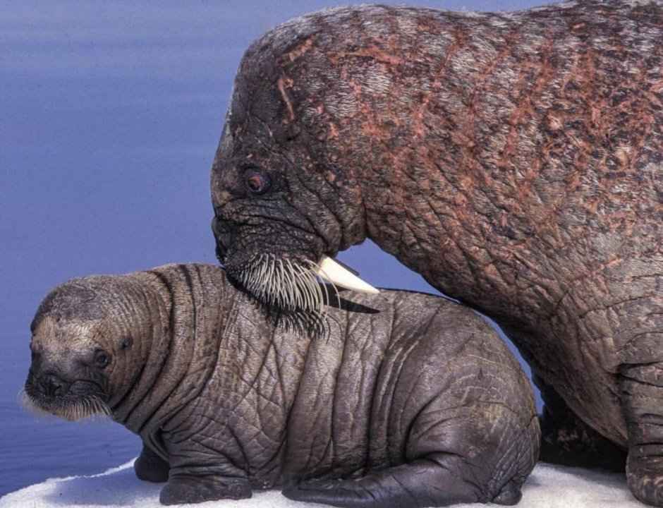 Морской слон спаривание