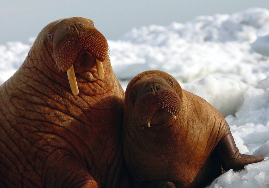 Animals smooth photos Walrus