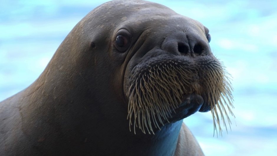 Морж с моржонком