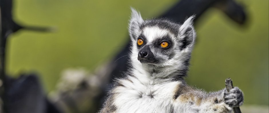 Ring-tailed Lemur