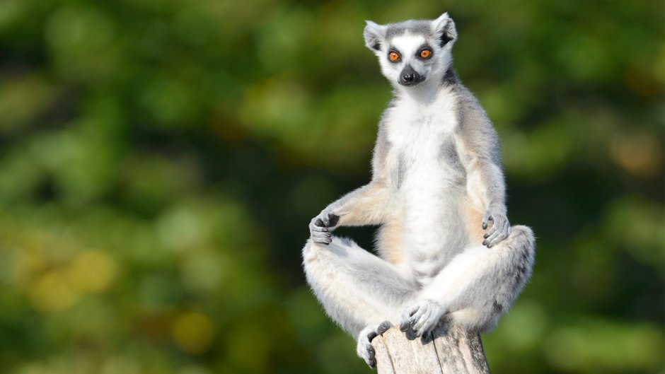 Кошачий лемур медитирует