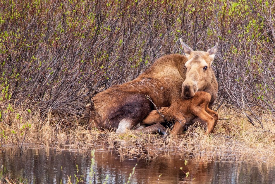 Moose Лось