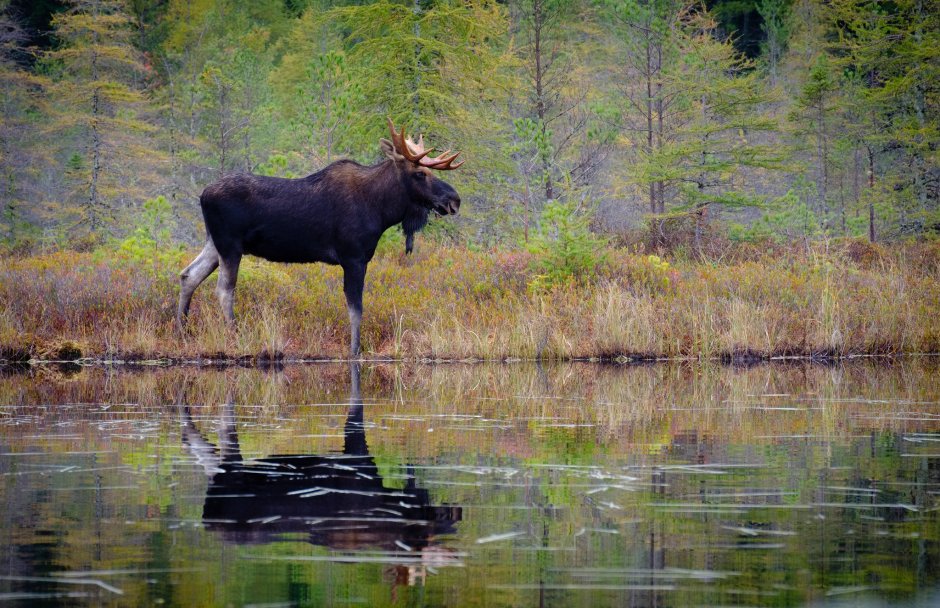 Американский Лось Северной Америки
