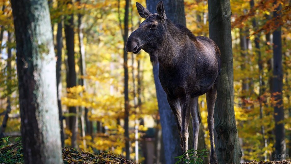 Лось National Geographic