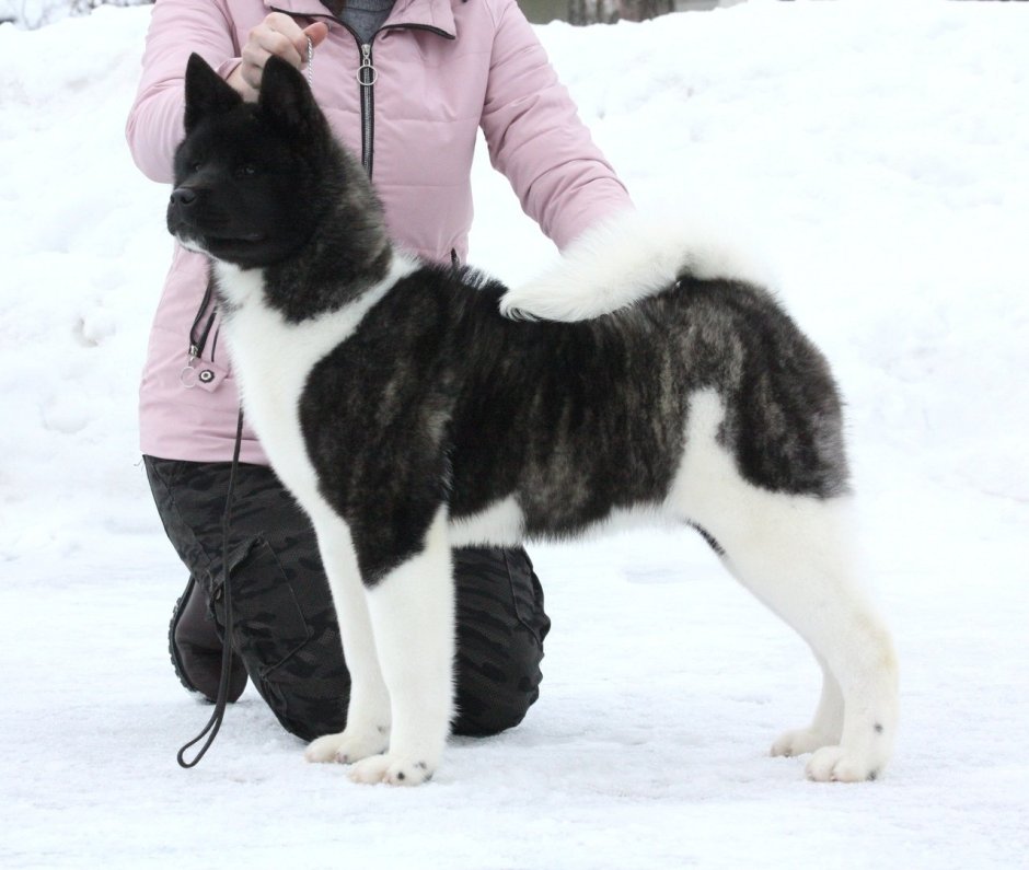 Американская Акита тигровая