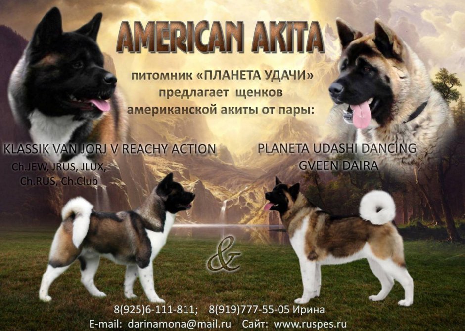 Американская Акита
