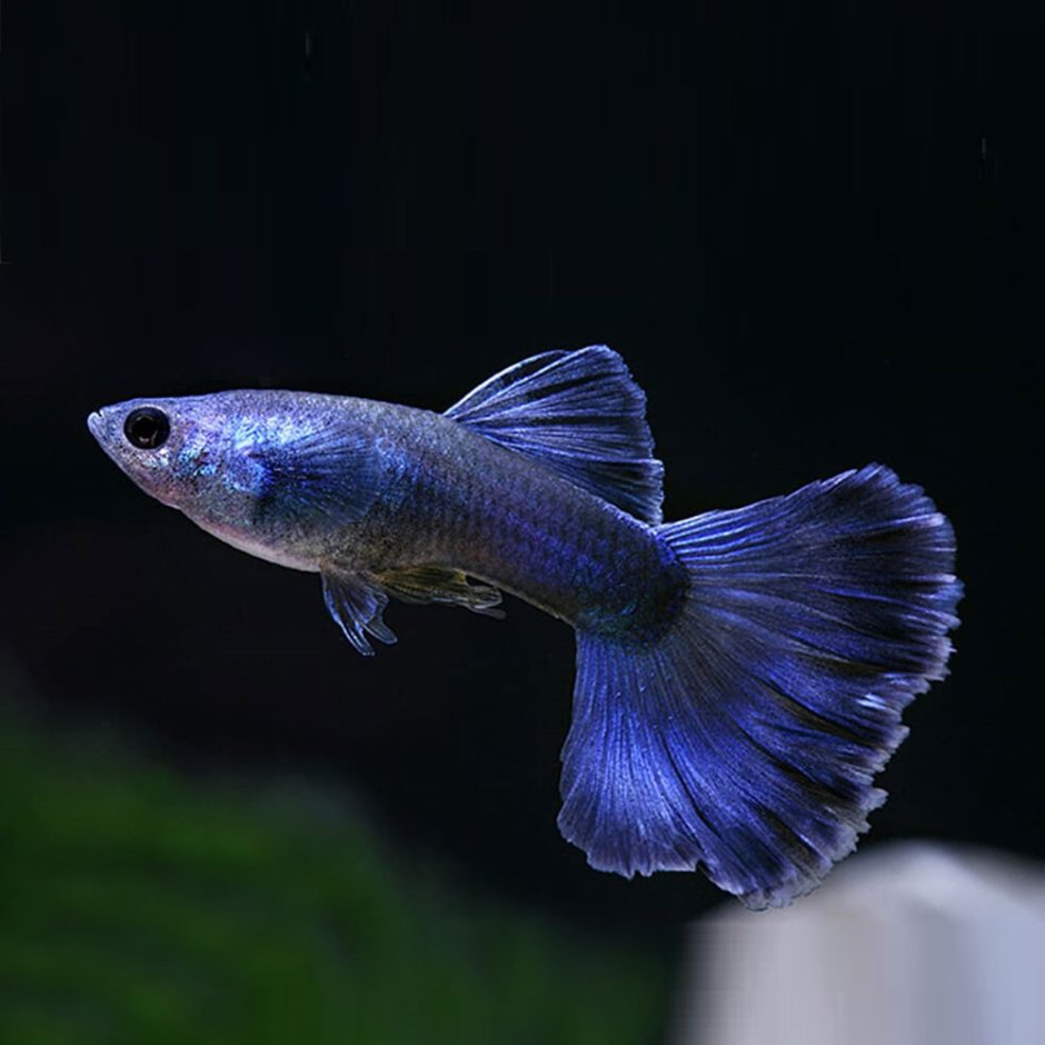 Гуппи Poecilia reticulata