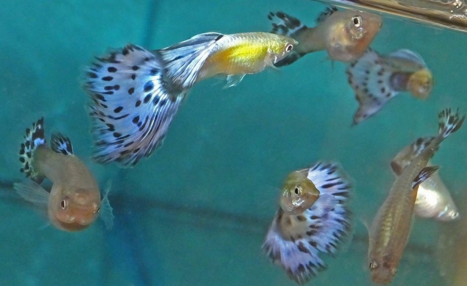 Гуппи Tiger Ivory Blue