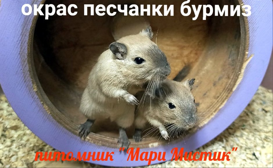 Песчанка Сиамская