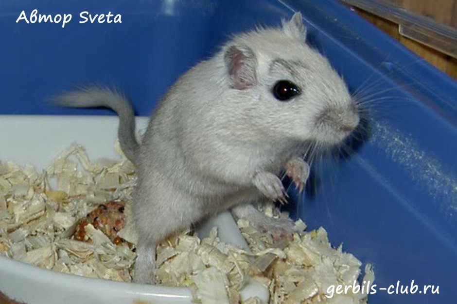 Gerbil Песчанка
