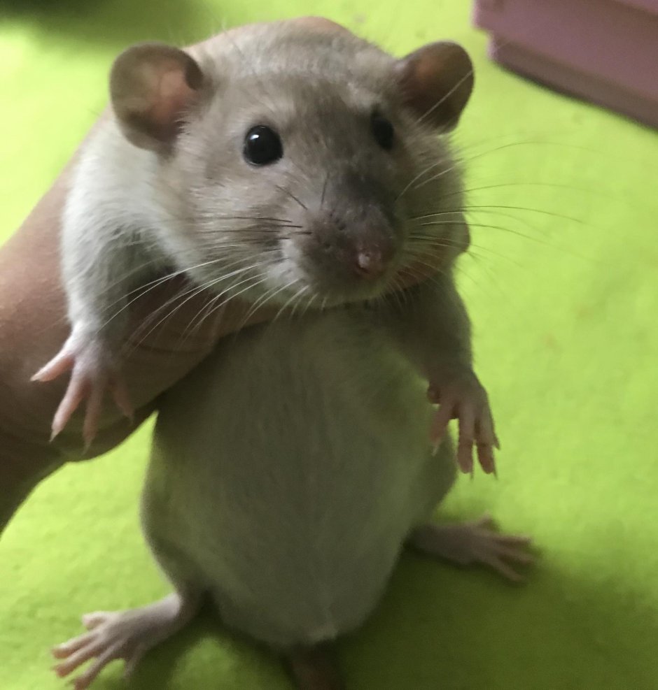 Короткоухая Песчанка