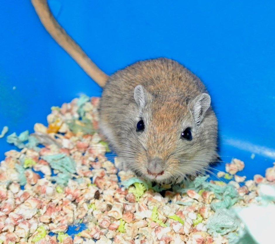 Sekeetamys calurus