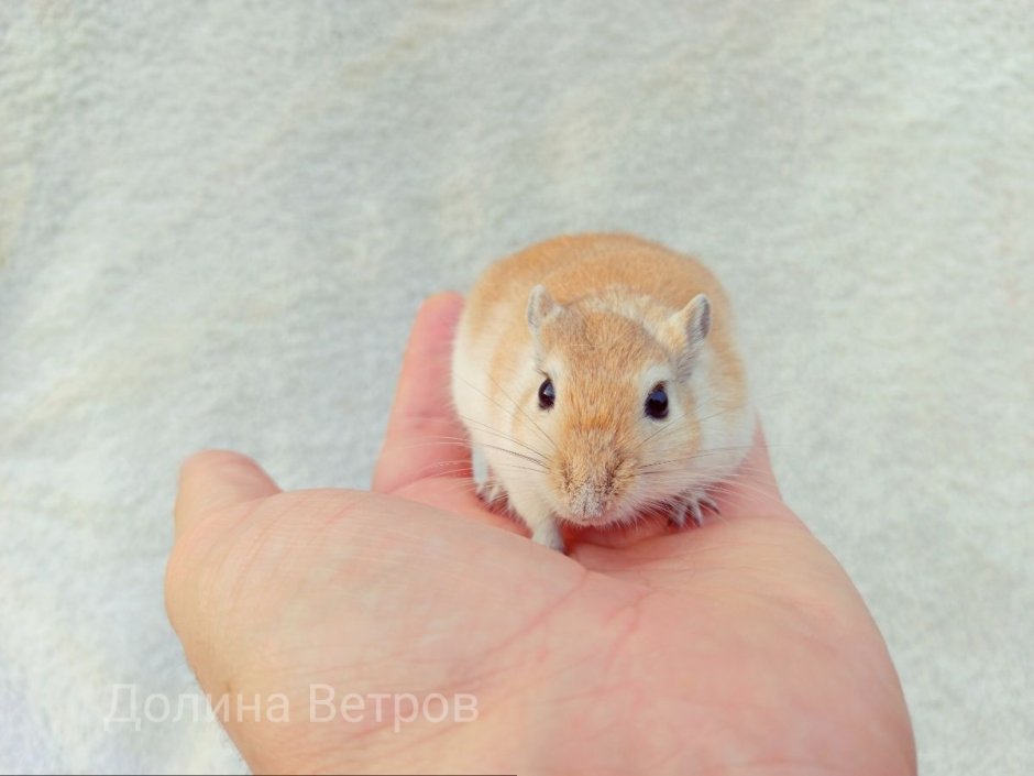 Песчанка домашняя монгольская
