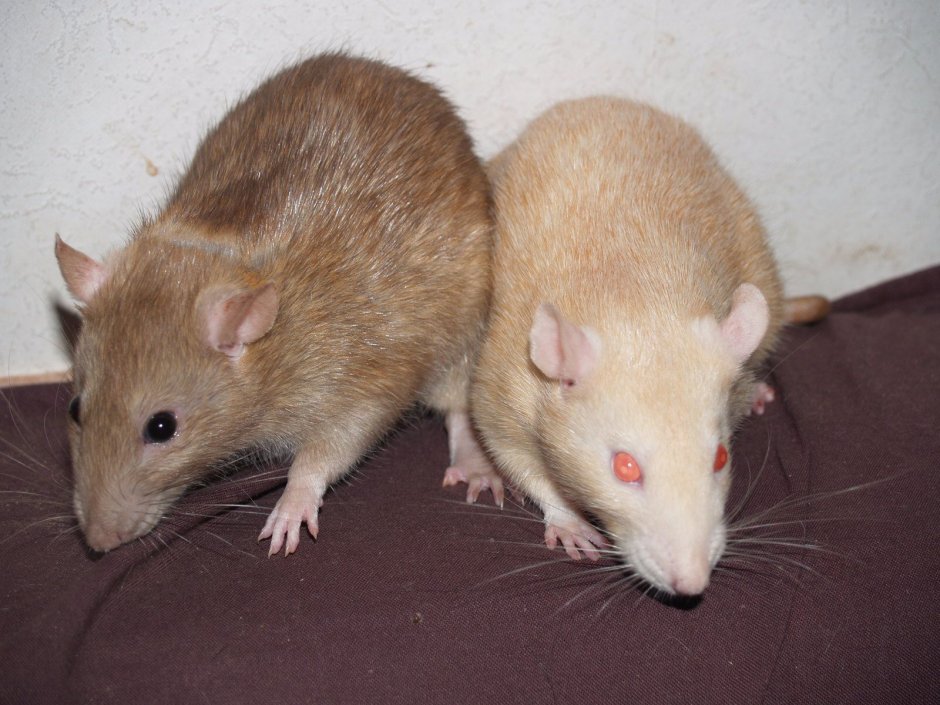 Gerbil Песчанка