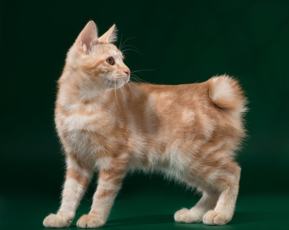 Кот Курильский бобтейл