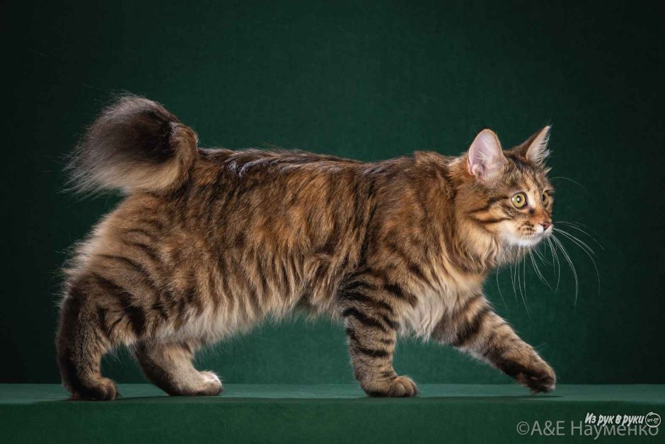 Кот бобтейл Северное