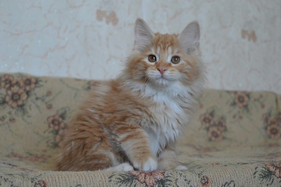 Курильский бобтейл
