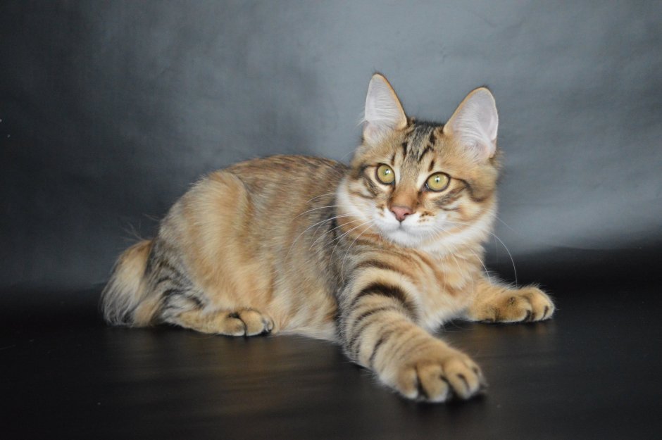 Коты на выставках Курильский бобтейл