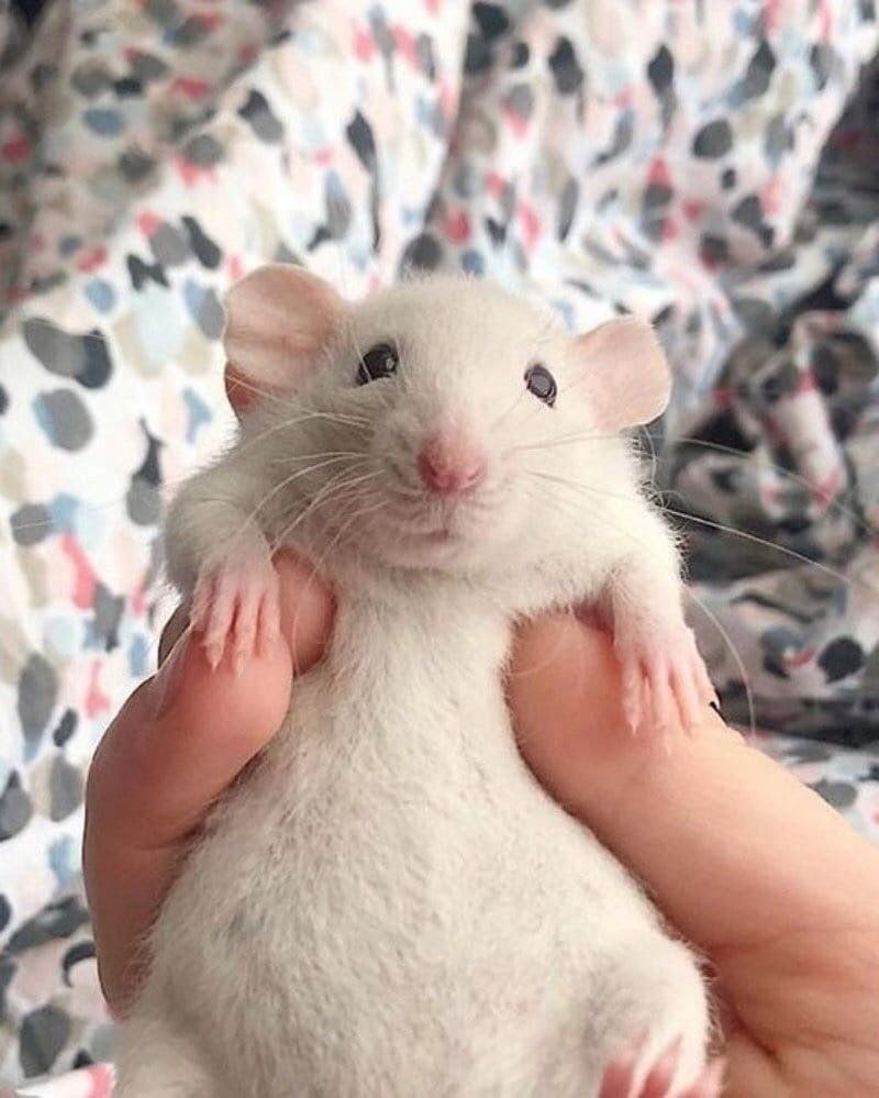 Мышь на ладони