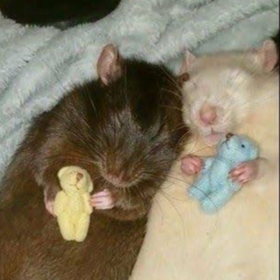 Новорождённые крысята