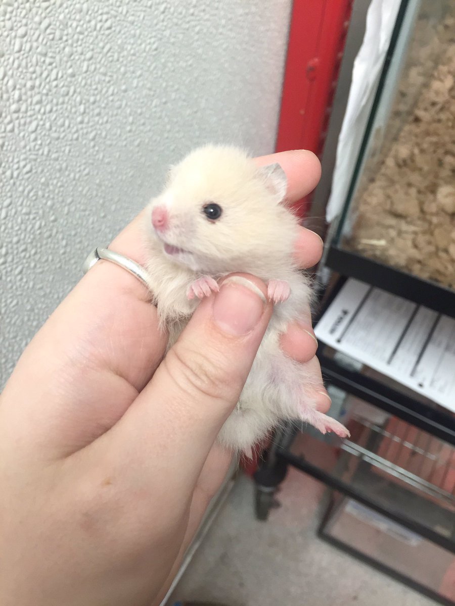 Только что родившиеся рысята