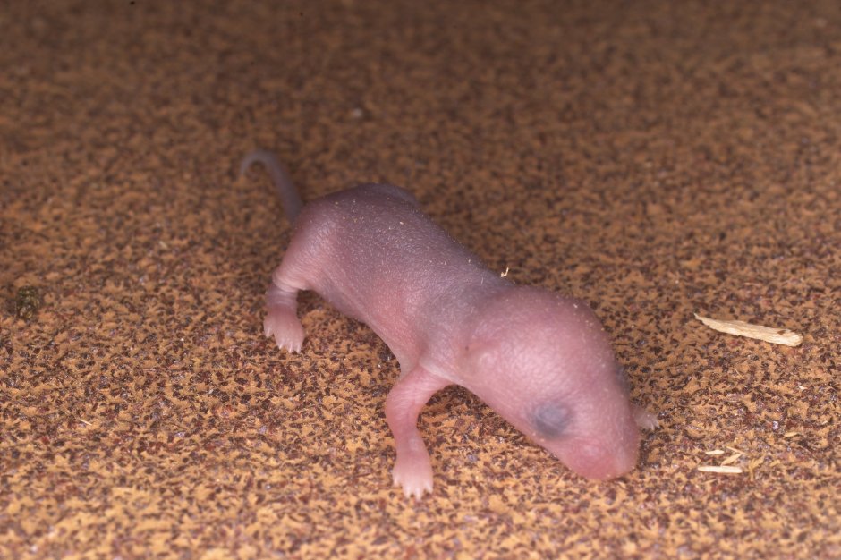 Детеныш мыши