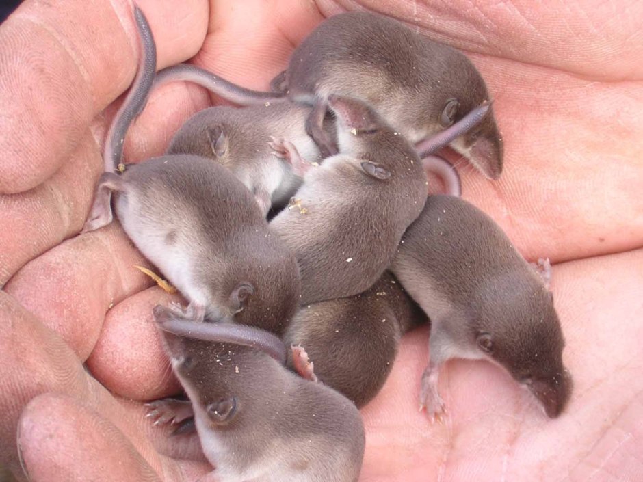 Маленький мышонок