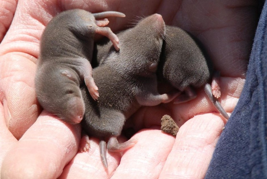 Землеройка бурозубка детёныш