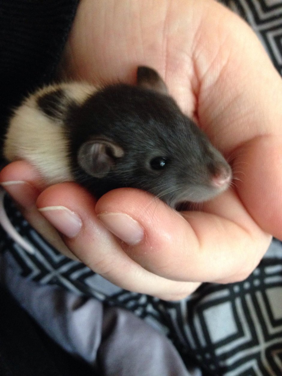 Маленький крысеныш