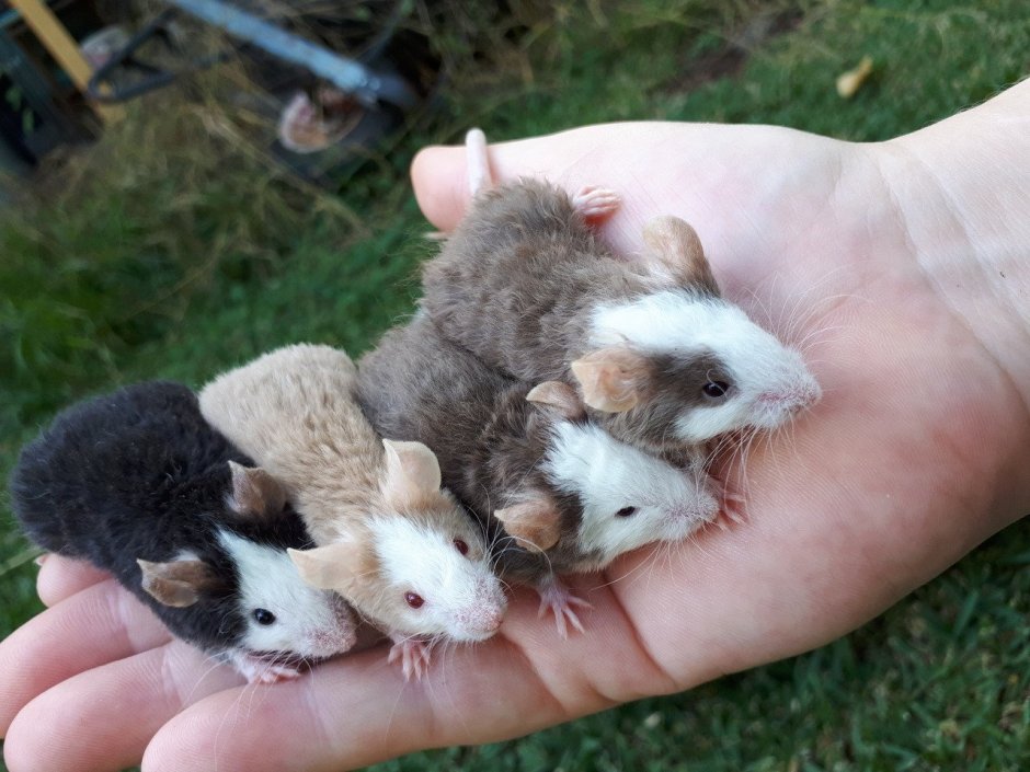 Слепыш землеройка детеныш