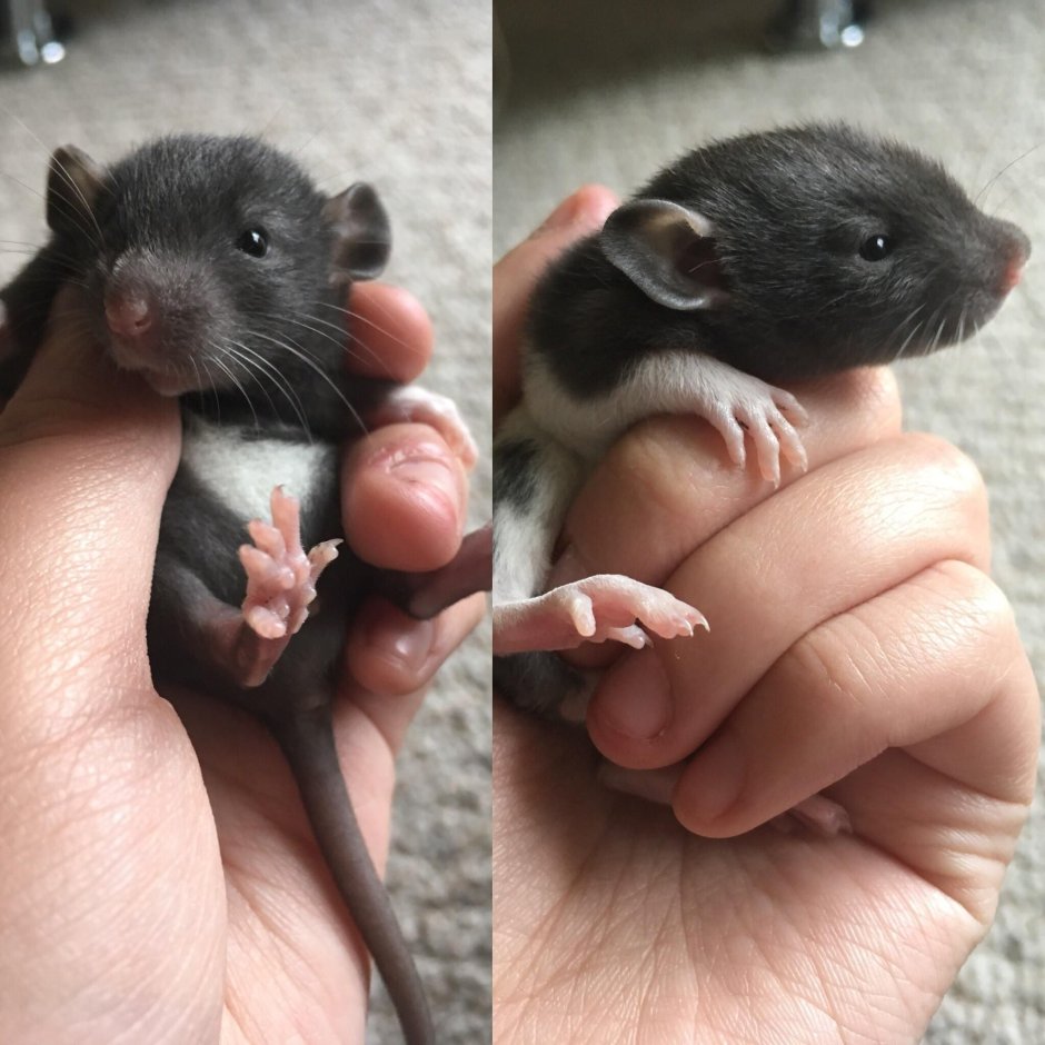 Крыса маленькая детеныш
