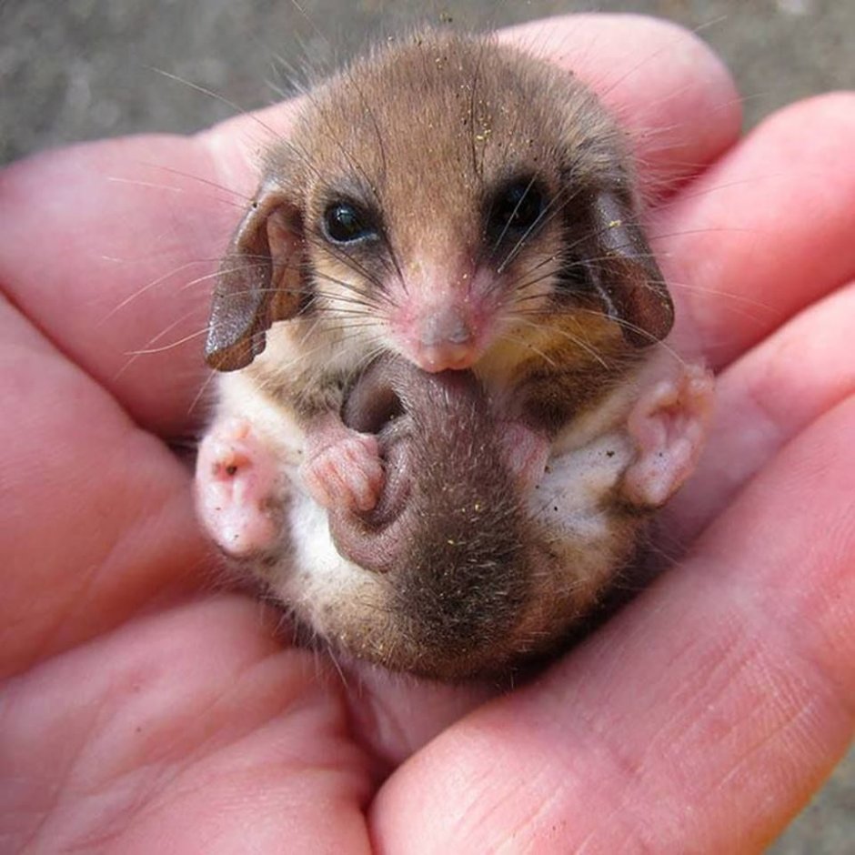 Крысы декоративные милые