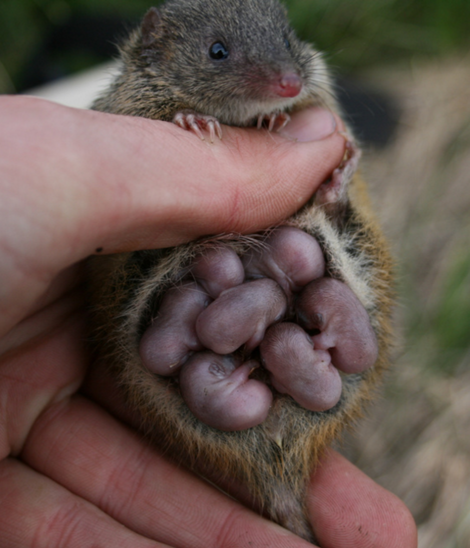 Декоративная крыса Дамбо