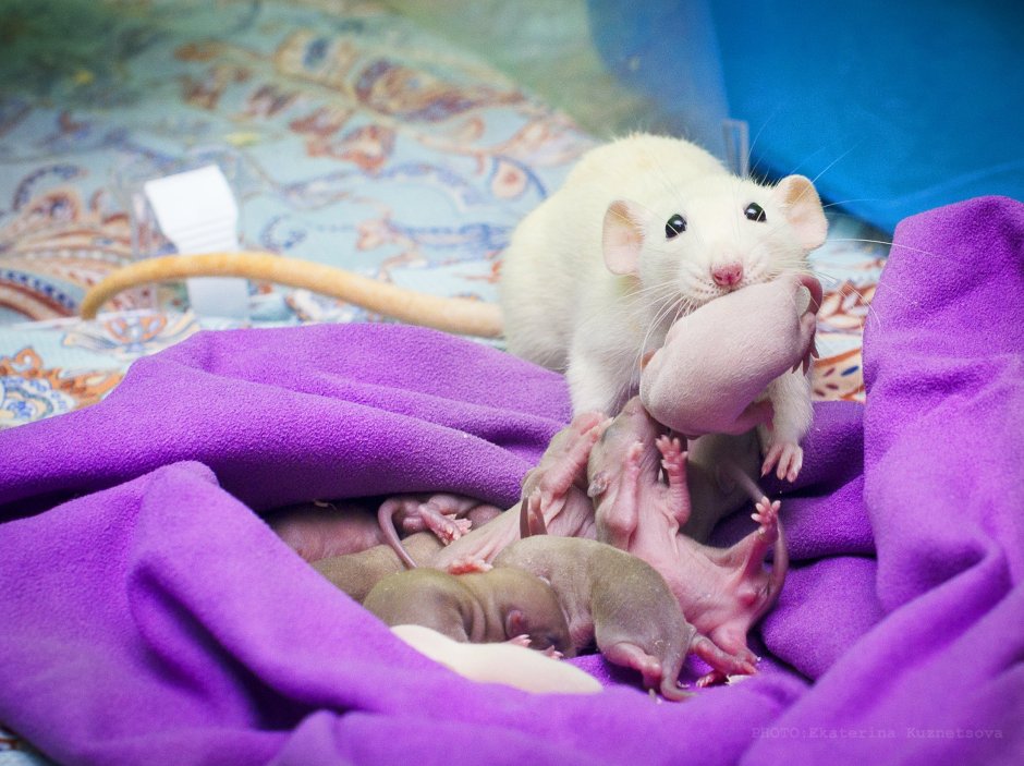 Крысята Дамбо Новорожденные