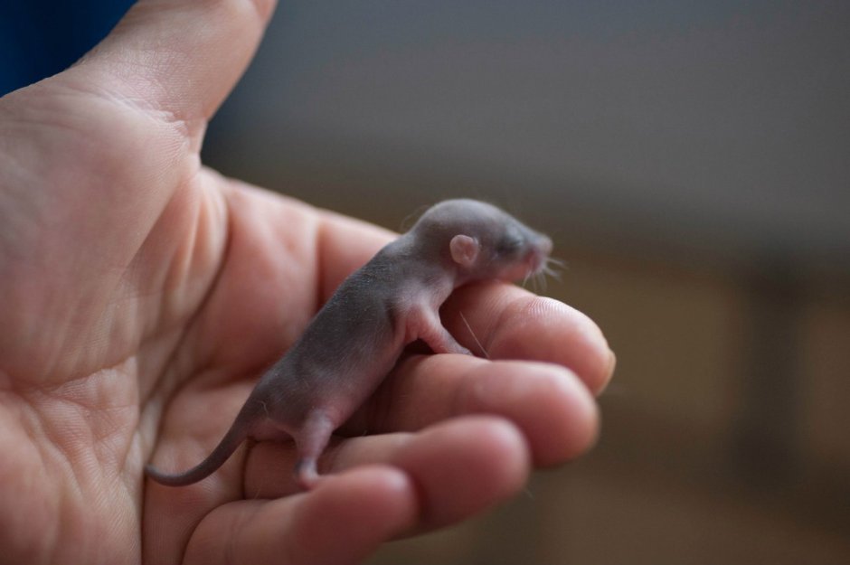 Маленькие крысята Дикие