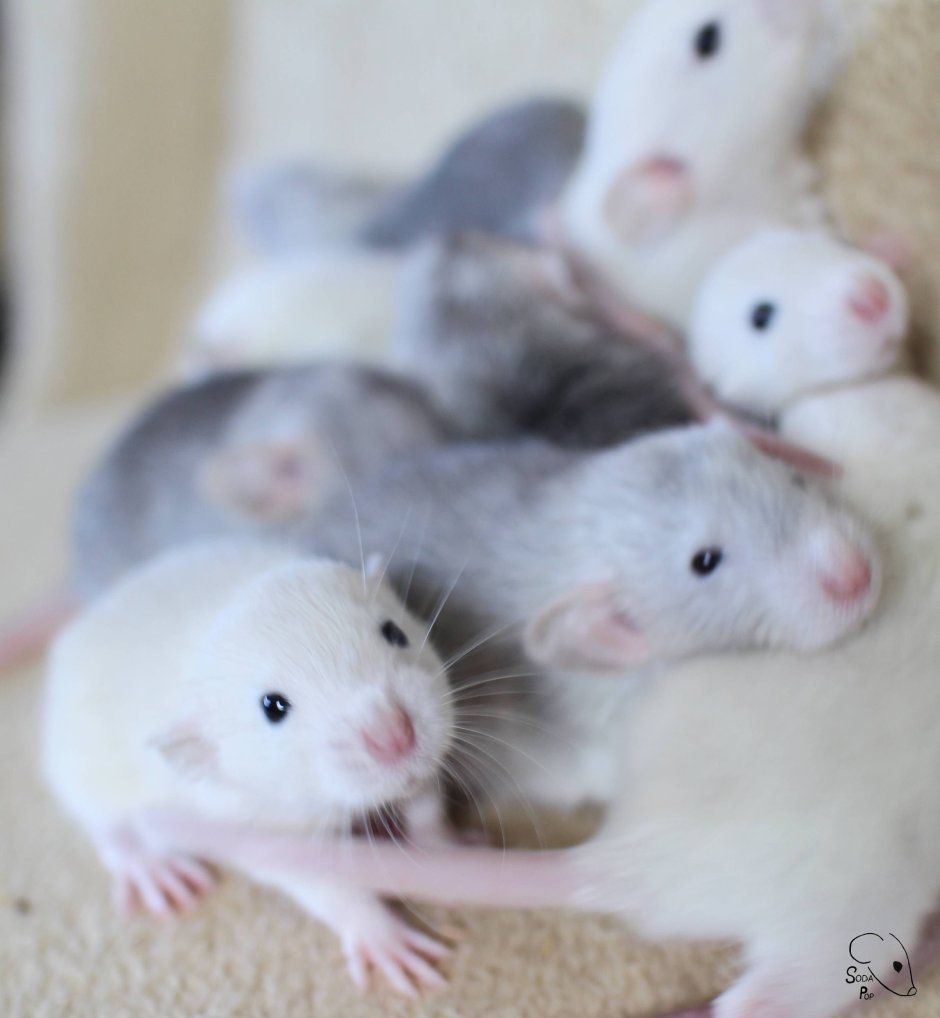 Маленькие крысята Новорожденные