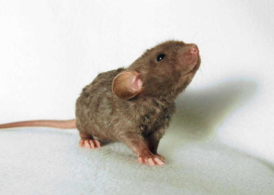 Крот обыкновенный Детеныши