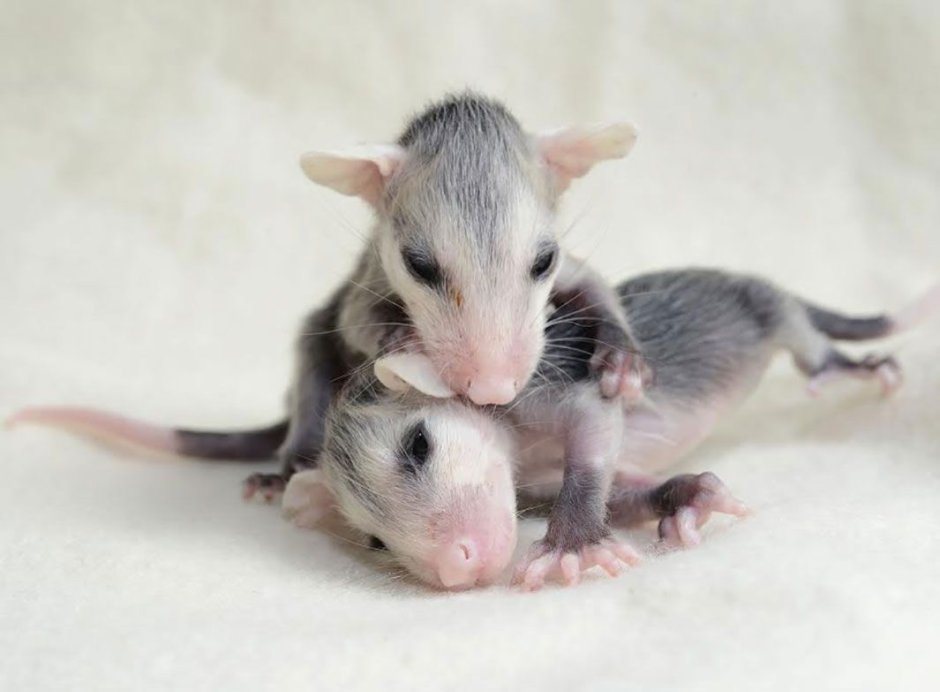 Новорожденные опоссумы