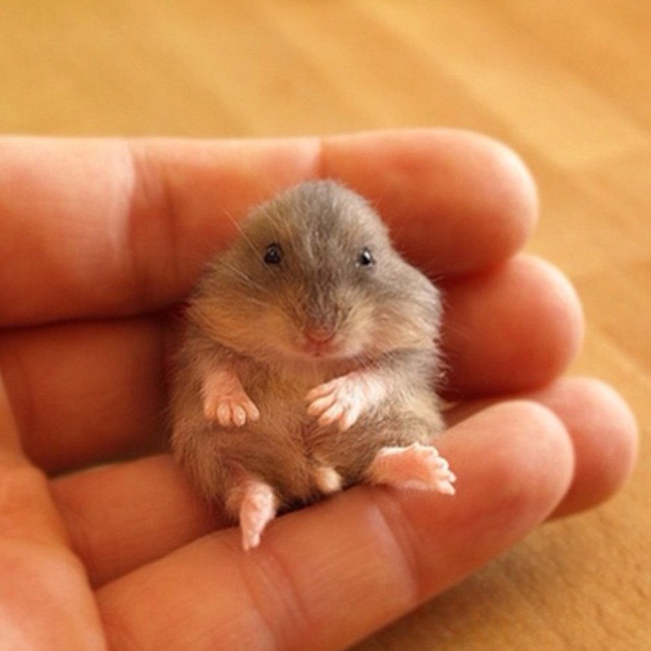 Детеныш мыши полевки