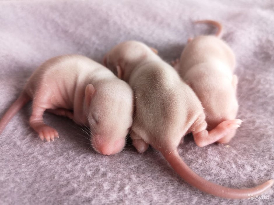 Маленькие крысята