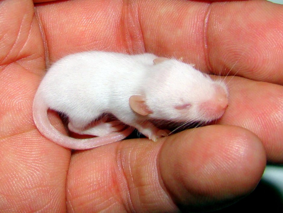 Крыса Дамбо