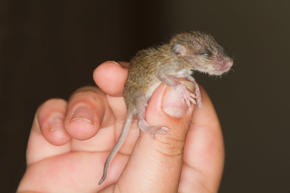 Потомство мышей